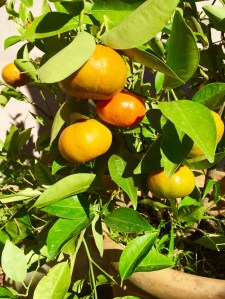 My mandarin tree