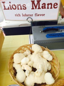 Lions Mane mushrooms (and yes, kosher, despite the taste description), Takoma Park, MD Farmers Market